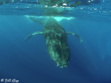 Humpback Whale Underwater 12