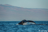 Humpback Whale Fluke 6