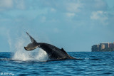 Humpback Whale Tail Slap 1