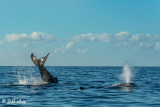 Humpback Whale Tail Throw  1