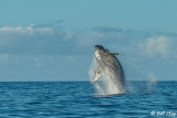 Humpback Whale Breaching 2
