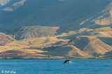 Humpback Whale Fluke  8