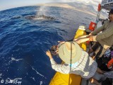 Humpback Whale Mugging 4
