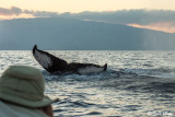 Humpback Whale Mugging  3