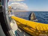 Humpback Whale Mugging  2