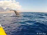 Humpback Whale Fluke  9