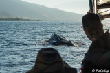 Whale Watching off Maui 5