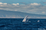 Humpback Whale Pectorial Fin Slap  2
