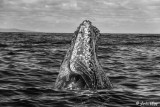 Humpback Whale Spyhop  4