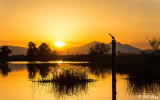 Cormorant Sunset 2