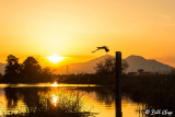 Cormorant Sunset 3