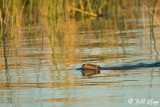 Beaver