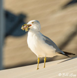 Gull with dinner 4