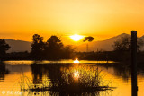 Cormorant Sunset 4
