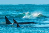 Orcas Cruising  4