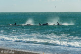 Orcas on the Move to Attack a Southern Right Whale  2