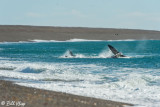 Orcas Attacking a Southern Right Whale  4