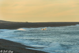 Southern Right Whale  Fluke  1