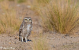 Burrowing Owl 20