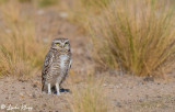 Burrowing Owl  20