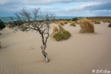 Dunes, Peninsula Valdes 6