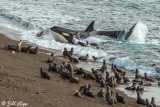 Killer Whale Beach Attack  26