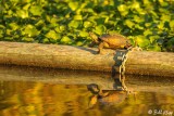 Western Pond Turtle  17