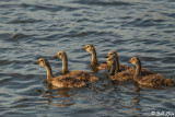 Canada Geese 7