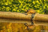 Pacific Pond Turtle 1
