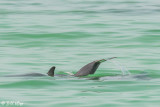 Bottlenose Dolphins  13