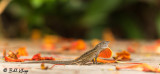 Cuban Brown Anole  8