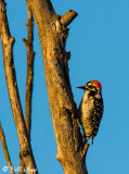 Nuttall's Woodpecker  1