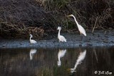 Snowy Egrets & Great Egret 2