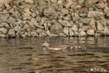 Wood Ducks 1