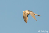 White Tailed Kite  3