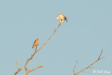 White Tailed Kite & American Kestrel 3
