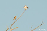 White Tailed Kite & American Kestrel  5