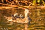 Wood Ducks 3