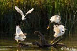 Snowy Egrets 17