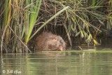 Beaver 5