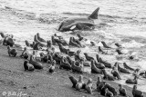 Killer Whale Beach Attack 13 B&W