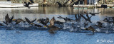 Cormorant take-off 1