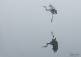 Great Blue Heron 22
