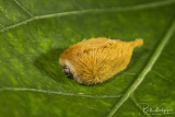 Furry Puss Caterpillar, A Toxic Tribble  2