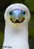 Red-Footed Booby