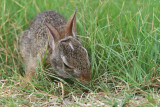 White Mark on Baby Bunnies