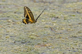 Swallowtail Landing