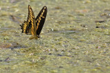 Swallowtail Drinking