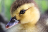 DucklingDay4.jpg