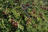 Chokecherry